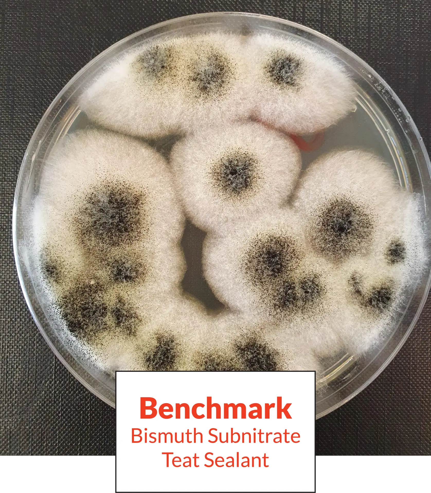 Benchmark Microbe Test
